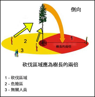 砍樹注意事項|防止砍伐樹木時受傷 